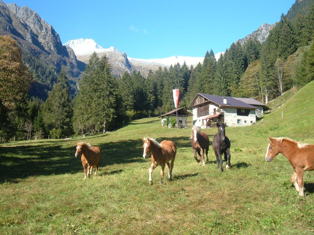 Agriturismo Maso Grisun Borzago Bagian luar foto